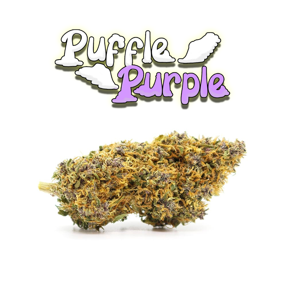 Puffle Purple