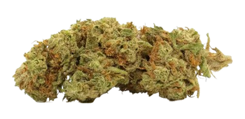 Northern Lights